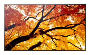 SHARP ELECTRONICS Sharp MultiSync 189.2 cm (74.5") LED 550 cd/m² 4K Ultra HD Black 24/7 (PN-M752) - Cartouches Certifiees